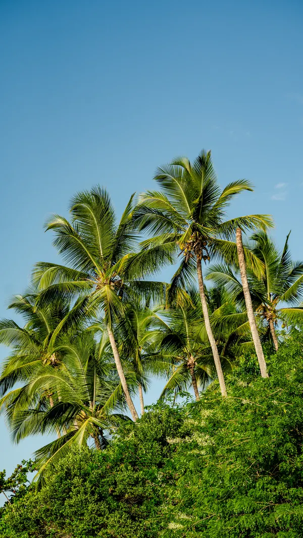 Coqueiros contra o céu azul, na Península de Maraú
