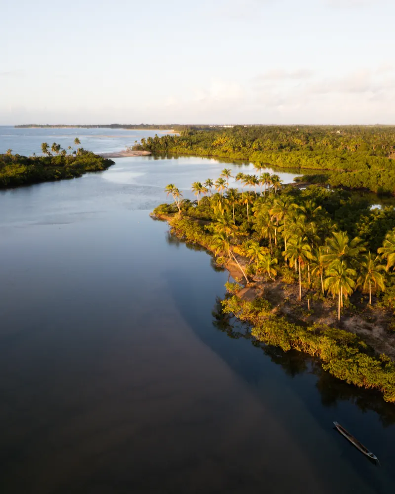 Rio de águas escuras entre coqueirais e mangue, visto do alto