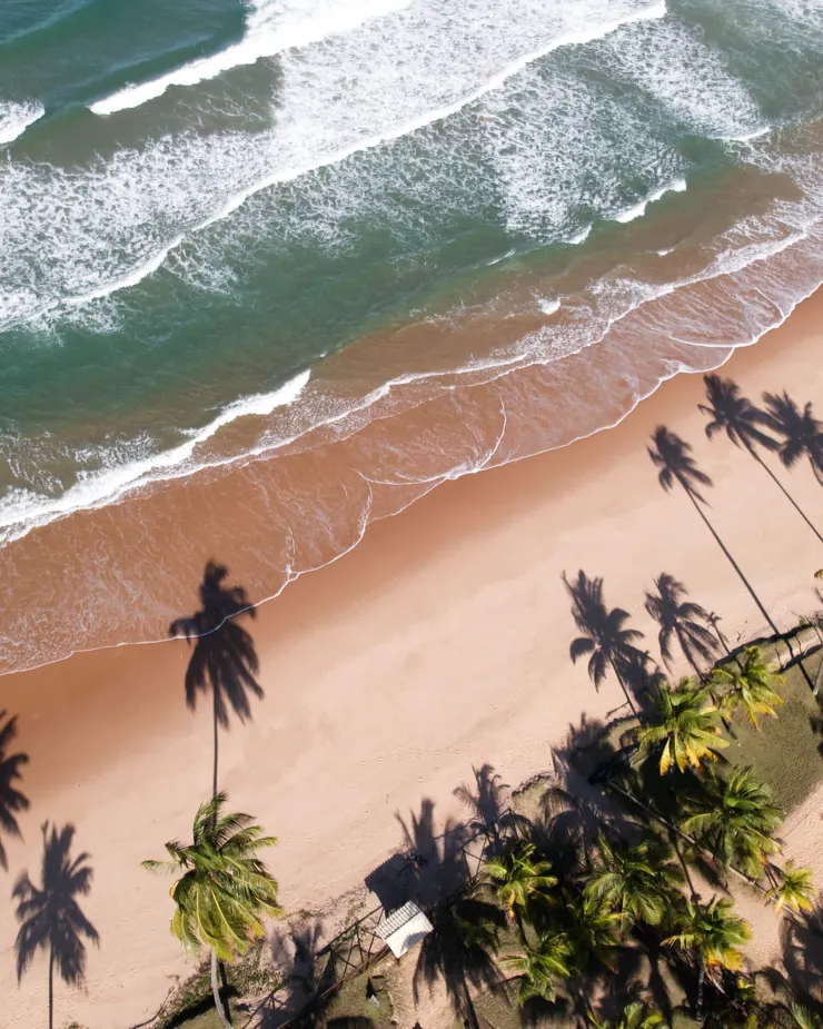 Coqueiros e suas sombras sobre a areia, à beira do mar